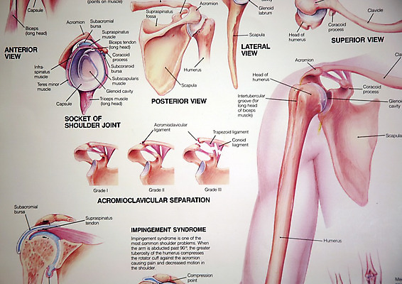 포토 JPG 해외이미지 웰빙 교육 백그라운드 신체 학교 뼈 골격 건강 병원 사람없음 스터디 고통 공구 죽음 수술 콘센트 확대 어깨 대학교 생물학 시스템 바비큐립 작동 해골모형 해외202004 해외포토 감정 의학 신체부위 치료 학습 모형 도구 바비큐 파일형식 이미지허브