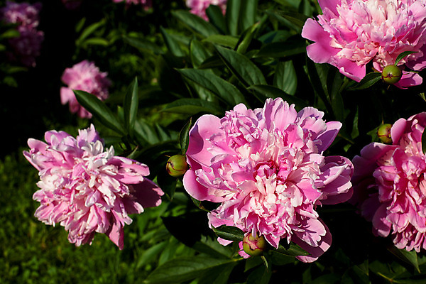 포토 JPG 해외이미지 식물 꽃 분홍색 2 자연 사람없음 야외 가로 초록색 햇빛 정원 맑음 벚꽃 흰색 개화 떠남 작약 해외202004 해외포토 컬러 모션 날씨 태양 생태계 파일형식 이미지허브