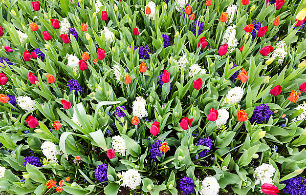 포토 JPG 해외이미지 식물 계절 꽃 잎 밭 농업 오렌지 전구 종류 사람없음 빨간색 초록색 여름 컬러풀 맑음 보라색 봄 튤립 성장 벚꽃 흰색 그룹 원예 섞기 많음 해외202004 해외포토 산업 컬러 컨셉 과일 날씨 취미 파일형식 이미지허브