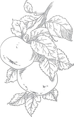 EPS 해외이미지 식물 배너 계절 음식 잎 농업 과일 일러스트 자연 건강 초록색 여름 경제 빛 농작물 햇빛 태양 알약 농장 요식업 정원 수확 가을 나뭇가지 신선 선택 사과 숲 수집 유기농 원예 생물학 8월 채소밭 리갈 숙성 웅장함 해외202004 해외일러스트 자연요소 나무 웰빙 교육 산업 컬러 컨셉 밭 취미 약 날짜 생태계 파일형식 벡터 이미지허브