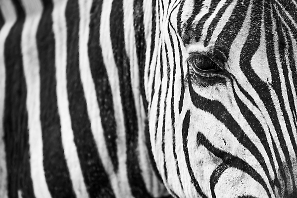 포토 JPG 해외이미지 동물 야생동물 패턴 포유류 아프리카 초식동물 흑백 사람없음 머리 검은색 줄무늬 게임 흰색 사파리 얼룩말 목 해외202004 해외포토 나라 컬러 무늬 놀이 촬영기법 신체부위 말_동물 파일형식 이미지허브