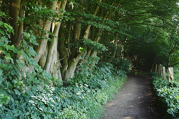 포토 JPG 해외이미지 나무 유럽 낙엽 잎 독일 사람없음 목재 초록색 산책 숲 오솔길 해외202004 해외포토 식물 나라 길 컬러 재료 휴식 파일형식 이미지허브