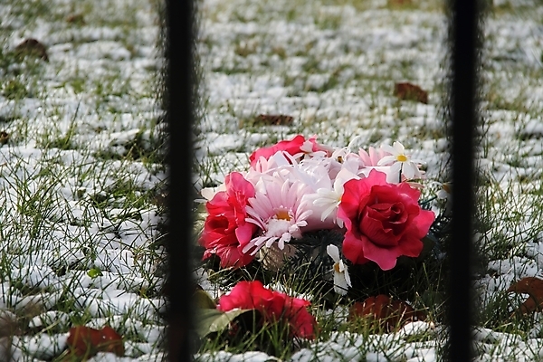 포토 JPG 해외이미지 식물 꽃잎 꽃 꽃다발 겨울 사람없음 초록색 울타리 얼음 벚꽃 흰색 땅바닥 해외202004 해외포토 자연요소 계절 컬러 바닥 담장 파일형식 이미지허브