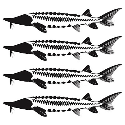 EPS 해외이미지 동물 템플릿 배너 실루엣 음식 바다 스티커 일러스트 자연 낚시 어류 요리 그래픽 빨간색 물 강 픽토그램 식당 검은색 식사 수확 신선 고급 맛 아침식사 인쇄 심볼 해산물 사인 연어 고립 송어 캐비아 해외202004 해외일러스트 자연요소 컬러 컨셉 농업 식재료 레저 촬영기법 상점 수중동물 생태계 파일형식 벡터 이미지허브