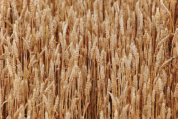 포토 JPG 해외이미지 식물 계절 음식 빵 줄기 백그라운드 밭 농업 자연 건조 건강 옥수수 씨앗 풍경 사람없음 여름 농작물 농장 농경지 노란색 맑음 식사 수확 성장 시골 황금 닫기 농부 낟알 시리얼 밀 귀 스파이크 밀짚 내추럴 밭일 숙성 호밀 해외202004 해외포토 직업 산업 컬러 모션 날씨 곡류 신체부위 짚 생태계 파일형식 이미지허브