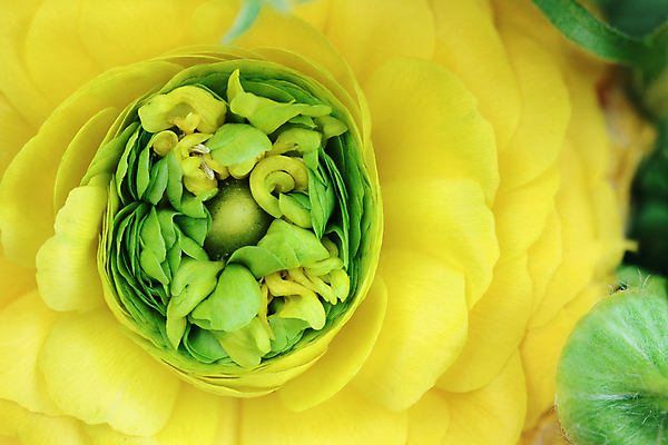 포토 JPG 해외이미지 꽃잎 꽃 전구 사람없음 초록색 노란색 정원 센터 닫기 영원 해외202004 해외포토 식물 컬러 모션 파일형식 이미지허브