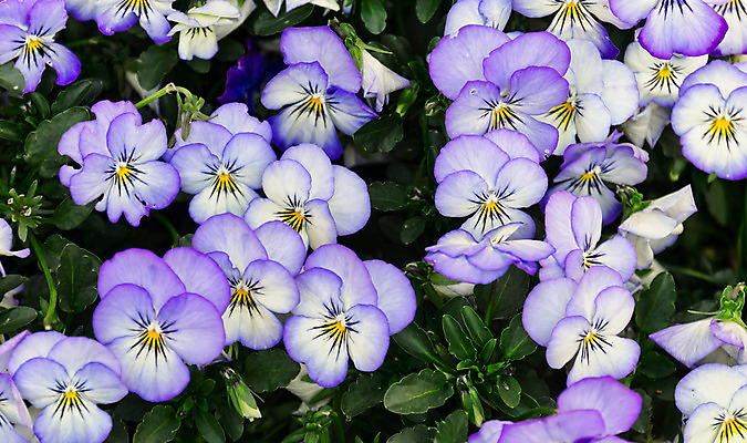 포토 JPG 해외이미지 식물 계절 꽃잎 꽃 꽃무늬 자연 사람없음 야외 장식 초록색 정원 봄 활발 벚꽃 수분 제비꽃 원예 리빙 비올라 삼색 수유 해외202004 해외포토 컬러 컨셉 무늬 취미 생태계 파일형식 찰현악기 이미지허브