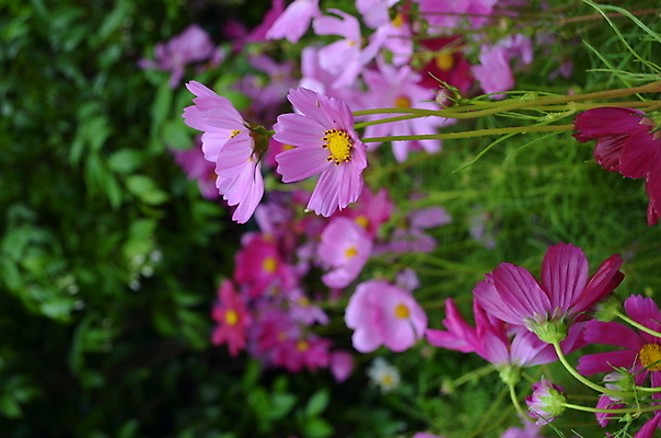 포토 JPG 해외이미지 꽃 분홍색 백그라운드 잎 사람없음 노란색 정원 꽃가루 해외202004 해외포토 식물 컬러 가루 파일형식 이미지허브