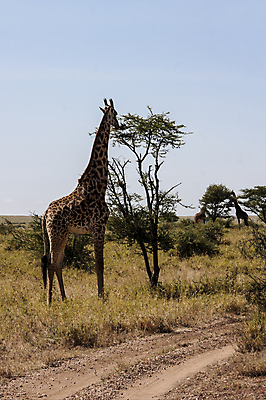 포토 JPG 해외이미지 식물 구름 야생동물 무늬 포유류 아프리카 풍경 사람없음 초록색 파란색 갈색 머리 흰색 점 큼 기린 목 동물상 탄자니아 해외202004 해외포토 자연요소 동물 나라 컬러 신체부위 조형물 크기 파일형식 이미지허브