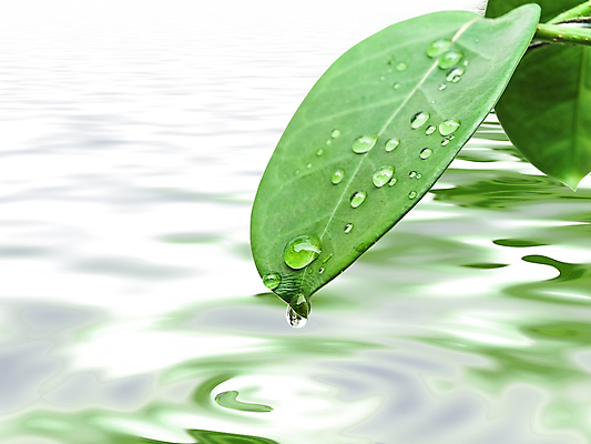 포토 JPG 해외이미지 식물 잎 자연 사람없음 야외 초록색 물 빛 환경 침묵 젖음 성장 나뭇가지 신선 투명 액체 떨어짐 이슬 빗방울 순수 유기농 분무기 정맥 해외202004 해외포토 자연요소 나무 웰빙 컬러 컨셉 소리 비_날씨 생태계 혈관 파일형식 이미지허브