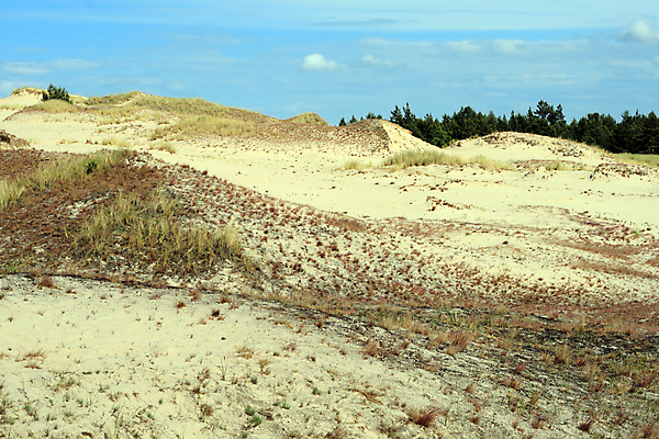 포토 JPG 해외이미지 나무 식물 물결 모래 파도 여행 자연 하늘 표면 날씨 휴가 건조 따뜻함 풍경 경사 사람없음 야외 가로 여름 파란색 모래사장 글로벌 태양 노란색 환경 사막 뜨거움 모래언덕 언덕 질감 광택 가뭄 폴란드 파라다이스 현상 해외202004 해외포토 자연요소 계절 유럽 바다 컬러 생태계 파일형식 이미지허브