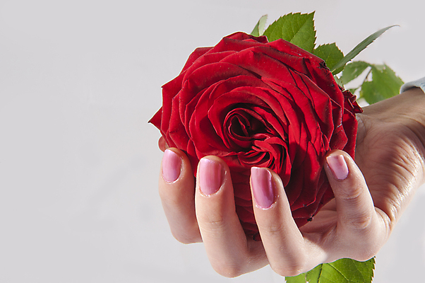 포토 JPG 해외이미지 손 여자 분홍색 손가락 건강 사랑 사람 사람없음 빨간색 장미 흰색 잡기 못 피부 해외202004 해외포토 꽃 감정 컬러 모션 신체부위 공구 파일형식 이미지허브