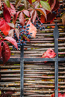 포토 JPG 해외이미지 계절 단풍 잎 오렌지 벽지 포도 표면 추상 주택 프레임 따뜻함 사람없음 장식 빛 햇빛 태양 와인 일본 보라색 달력 성장 덮개 가을 잡기 역 덩굴 9월 11월 메인 원예 포도나무 아이비 추수감사절 10월 강렬 그런지 정물화 해외202004 해외포토 자연요소 식물 아시아 기독교 컬러 무늬 과일 교통시설 모션 주류 취미 건물 뚜껑 날짜 과일나무 그림 파일형식 이미지허브