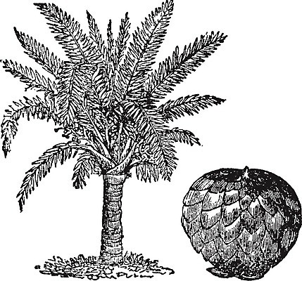 EPS 해외이미지 나무 선 일러스트 새로움 손바닥 미술 검은색 수확 흰색 그림 판화 동쪽 바하마 베어링 서쪽 세이지 해외202004 해외일러스트 식물 손 컬러 컨셉 농업 문화예술 방향 파일형식 벡터 이미지허브