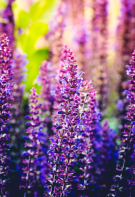 포토 JPG 해외이미지 식물 계절 꽃잎 꽃 줄기 분홍색 잎 꽃무늬 밭 자연 사람없음 컬러풀 정원 맑음 보라색 일몰 봄 활발 들꽃 성장 벚꽃 시골 개화 황무지 소프트포커스 큼 제비꽃 묘사 내추럴 강렬 많음 해외202004 해외포토 컬러 컨셉 무늬 농업 날씨 촬영기법 노을 크기 생태계 파일형식 이미지허브