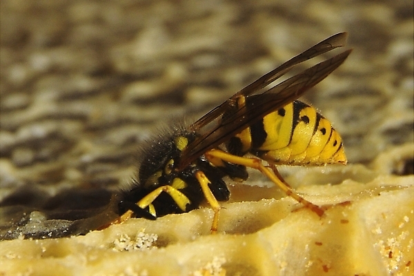 포토 JPG 해외이미지 식물 동물 꽃 음식 곤충 백그라운드 패턴 농업 자연 프레임 세포 건강 사람없음 약 환경 벚꽃 머리빗 황금 닫기 달콤 꿀벌 먹기 영화 유기농 바쁨 꽃가루 꿀 벌집 내추럴 밀랍 식민지 양봉 양봉장 해외202004 해외포토 웰빙 산업 무늬 의학 모션 문화예술 미용용품 맛 벌_곤충 가루 생태계 파일형식 이미지허브