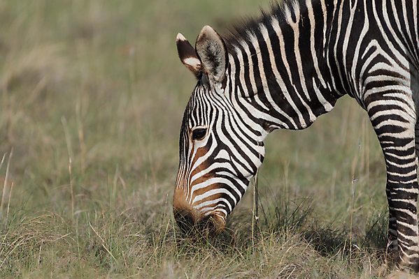 포토 JPG 해외이미지 동물 야생동물 포유류 아프리카 자연 아침 국립공원 풍경 사람없음 여름 햇빛 맑음 먹이 방목 먹기 멸종 남아프리카 동물상 보호구역 수유 찰과상 해외202004 해외포토 주간 계절 공원 나라 모션 날씨 태양 조형물 축산업 상처 생태계 구역 파일형식 이미지허브