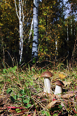 포토 JPG 해외이미지 나무 계절 음식 잎 2 채소 자연 휴식 취미 사람없음 야외 목재 초록색 햇빛 갈색 노란색 식사 버섯 가을 흰색 나뭇가지 신선 닫기 숲 유기농 날것 자작나무 공터 내추럴 곰팡이 그물버섯 숙성 식용 채식주의자 해외202004 해외포토 식물 웰빙 컬러 컨셉 재료 모션 태양 생태계 채식 파일형식 이미지허브