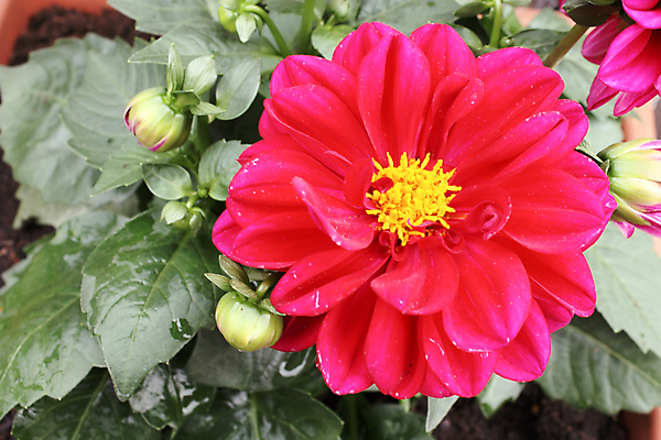 포토 JPG 해외이미지 식물 꽃잎 꽃 잎 꽃무늬 자연 사람없음 빨간색 초록색 여름 정원 벚꽃 달리아 해외202004 해외포토 계절 컬러 무늬 생태계 파일형식 이미지허브