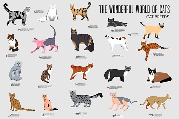 EPS 해외이미지 클립아트 백그라운드 캐나다 일러스트 영국 털 요정 이집트 노르웨이 서기 앉기 세트 컬러풀 걷기 고양이 숲 만화 자르기 육식동물 사냥꾼 얼룩무늬 스핑크스 생강 거짓말 경보 고립 동반자 사바나 설피 시베리아 엘리먼트 유래 이국적 충실 스코틀랜드 해외202004 해외일러스트 동물 직업 유럽 컬러 북아메리카 무늬 채소 포유류 모션 아프리카 반려동물 파일형식 벡터 이미지허브