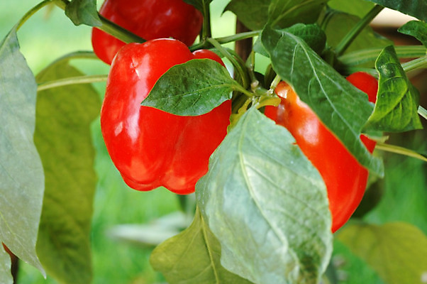 포토 JPG 해외이미지 식물 잎 농업 다이어트 채소 과일 재료 자연 고추 파프리카 건강 사람없음 빨간색 초록색 농작물 농장 정원 수확 성장 신선 달콤 맛 냄비 향신료 원예 날것 후추 밭일 숙성 해외202004 해외포토 산업 컬러 컨셉 취미 솥 생태계 향미료 파일형식 이미지허브