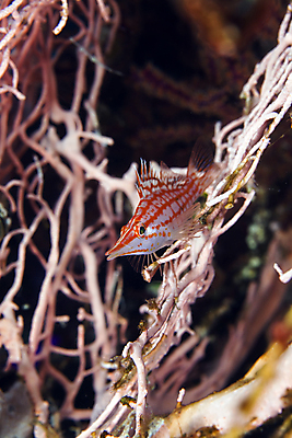 포토 JPG 해외이미지 동물 야생동물 바다 백그라운드 학교 자연 바닥 이집트 어류 사람없음 빨간색 초록색 물 파란색 빛 컬러풀 태양 환경 수중 광선 산호 아래 생태계 소금 부드러움 암초 대서양 내추럴 소금물 이국적 해외202004 해외포토 자연요소 교육 컬러 아프리카 수중동물 감각 자포동물 방향 위치 파일형식 이미지허브