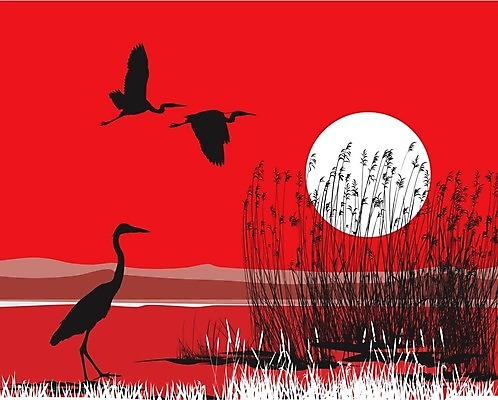 EPS 해외이미지 호수 야생동물 바다 일러스트 자연 조류 동물원 갈대 빨간색 강 태양 검은색 왜가리 해외202004 해외일러스트 자연요소 식물 동물 컬러 생태계 파일형식 벡터 이미지허브