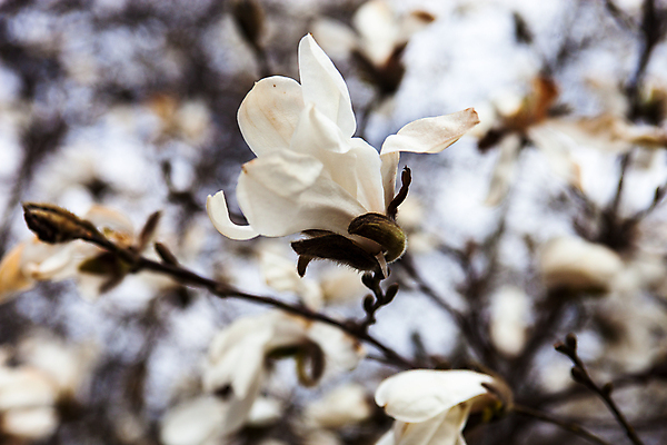 포토 JPG 해외이미지 나무 식물 공원 꽃잎 꽃 잎 자연 사람없음 야외 햇빛 머리 정원 침묵 봄 성장 벚꽃 흰색 나뭇가지 신선 개화 관목 부드러움 목련 어려움 해외202004 해외포토 계절 공공시설 컬러 신체부위 태양 소리 감각 생태계 파일형식 이미지허브