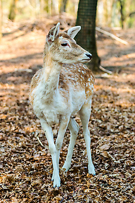 포토 JPG 해외이미지 동물 꽃 야생동물 백그라운드 밭 포유류 자연 사슴 서기 사람없음 야외 봄 흰색 자녀 아기 신생아 점 숲 작음 호기심 꼬리 귀 고립 해외202004 해외포토 식물 계절 감정 컬러 컨셉 농업 모션 사람 신체부위 크기 생태계 파일형식 이미지허브