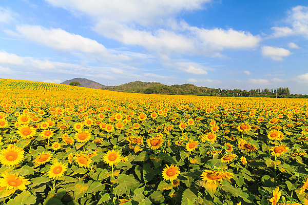 포토 JPG 해외이미지 식물 꽃 백그라운드 꽃무늬 패턴 밭 농업 자연 하늘 해바라기 파노라마 풍경 사람없음 장식 초록색 여름 파란색 컬러풀 태양 농장 노란색 정원 맑음 프랑스 수확 벚꽃 시골 개화 유기농 내추럴 강렬 프로방스 해외202004 해외포토 자연요소 웰빙 계절 유럽 산업 컬러 무늬 날씨 촬영기법 생태계 파일형식 이미지허브