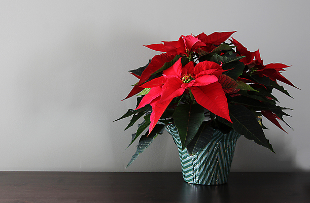 포토 JPG 해외이미지 전통 꽃잎 자연 기념 사람없음 장식 빨간색 축제 성장 축하 클래식 12월 진홍색 포인세티아 해외202004 해외포토 꽃 컬러 컨셉 날짜 생태계 파일형식 이미지허브