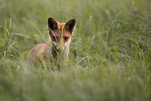 포토 JPG 해외이미지 동물 야생동물 포유류 자연 사람없음 쥐 숲 사냥 여우 해외202004 해외포토 설치류 생태계 파일형식 이미지허브