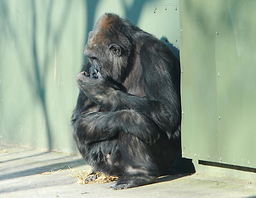 포토 JPG 해외이미지 동물 포유류 초식동물 앉기 사람없음 큼 유인원 고릴라 해외202004 해외포토 모션 크기 파일형식 이미지허브