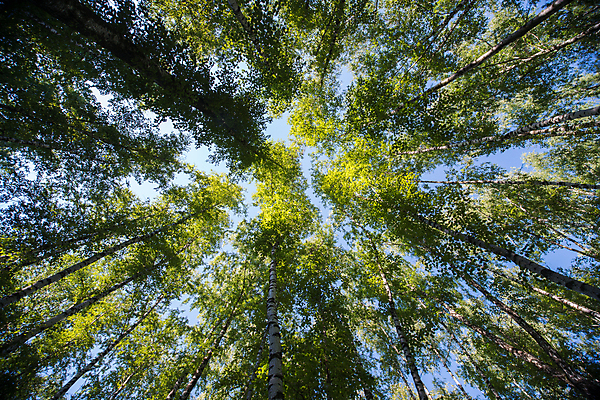 포토 JPG 해외이미지 나무 식물 응시 계절 공원 백그라운드 잎 자연 하늘 바닥 풍경 사람없음 야외 초록색 여름 파란색 빛 햇빛 태양 환경 맑음 봄 성장 덮개 흰색 나뭇가지 신선 숲 큼 아래 질감 각도 자작나무 내추럴 고립 해외202004 해외포토 자연요소 시선 공공시설 컬러 날씨 뚜껑 크기 방향 생태계 위치 파일형식 이미지허브