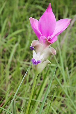 포토 JPG 해외이미지 식물 꽃 문화 줄기 분홍색 백그라운드 잎 꽃무늬 밭 태국 자연 사람없음 빨간색 초록색 컬러풀 정원 보라색 튤립 흰색 신선 해외202004 해외포토 아시아 컬러 무늬 농업 생태계 파일형식 이미지허브
