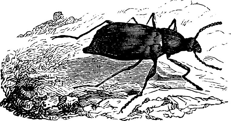 EPS 해외이미지 선 일러스트 주택 미술 검은색 어둠 수확 흰색 딱정벌레 그림 판화 해외202004 해외일러스트 컬러 곤충 농업 문화예술 건물 파일형식 벡터 이미지허브