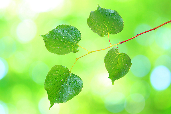 포토 JPG 해외이미지 나무 식물 백그라운드 단풍 잎 자연 아침 추상 사람없음 야외 초록색 물 빛 햇빛 환경 정원 맑음 화목 봄 젖음 성장 흰색 물방울 신선 닫기 떨어짐 숲 빗방울 순수 유기농 아이비 내추럴 고립 떠남 생태학 해외202004 해외포토 주간 자연요소 웰빙 계절 교육 컬러 컨셉 무늬 모션 날씨 태양 비_날씨 생태계 파일형식 이미지허브