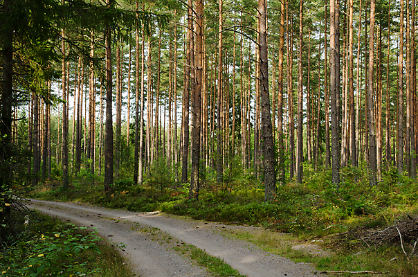 포토 JPG 해외이미지 나무 식물 도로 백그라운드 자연 스웨덴 그림자 풍경 사람없음 목재 초록색 여름 햇빛 태양 환경 성장 시골 신선 소나무 황무지 숲 뿌리 장면 길가 삼림지대 스칸디나비아 해외202004 해외포토 자연요소 계절 길 컬러 재료 교통시설 북유럽 생태계 파일형식 이미지허브