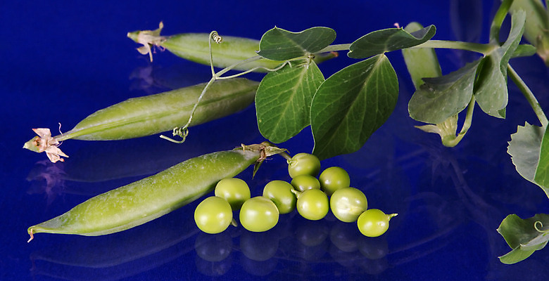 포토 JPG 해외이미지 식물 음식 줄기 잎 다이어트 채소 자연 유리 콩 건강 씨앗 사람없음 초록색 파란색 반사 성장 자녀 달콤 작음 상쾌 완두콩 날것 개발 꼬투리 숙성 해외202004 해외포토 감정 컬러 재질 곡류 맛 크기 생태계 파일형식 이미지허브