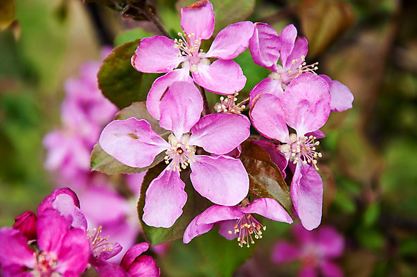 포토 JPG 해외이미지 나무 식물 디자인 계절 꽃잎 꽃 잎 꽃무늬 자연 새로움 사람없음 야외 장식 초록색 파란색 정원 맑음 봄 성장 벚꽃 흰색 나뭇가지 축하 신선 개화 체리 우아함 사과 과수원 원예 꽃수술 해외202004 해외포토 컬러 컨셉 무늬 농업 과일 날씨 취미 생태계 파일형식 이미지허브