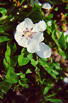 포토 JPG 해외이미지 나무 식물 계절 꽃잎 꽃 분홍색 백그라운드 잎 꽃무늬 자연 사람없음 목재 초록색 여름 정원 맑음 봄 성장 벚꽃 흰색 나뭇가지 신선 개화 체리 4월 5월 만족 싱글 아로마 내추럴 고립 꽃수술 살구 그리너리 해외202004 해외포토 감정 컬러 무늬 과일 재료 날씨 날짜 생태계 파일형식 트랜드컬러 이미지허브