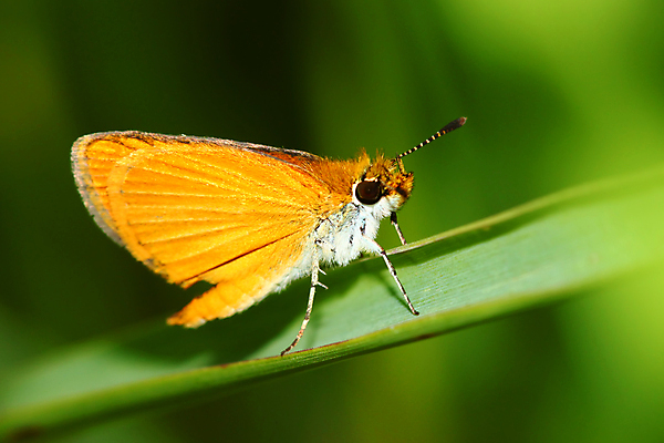 포토 JPG 해외이미지 동물 야생동물 나비 곤충 자연 생물 종류 사람없음 야외 환경 미국 벌레 작음 생물학 내추럴 동물상 생태학 해외202004 해외포토 교육 북아메리카 조형물 크기 생태계 파일형식 이미지허브