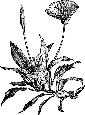 EPS 해외이미지 식물 꽃 선 잎 일러스트 미술 노란색 검은색 수확 흰색 큼 그림 상승 판화 석회암 해외202004 해외일러스트 컬러 컨셉 농업 문화예술 암석 크기 파일형식 벡터 이미지허브