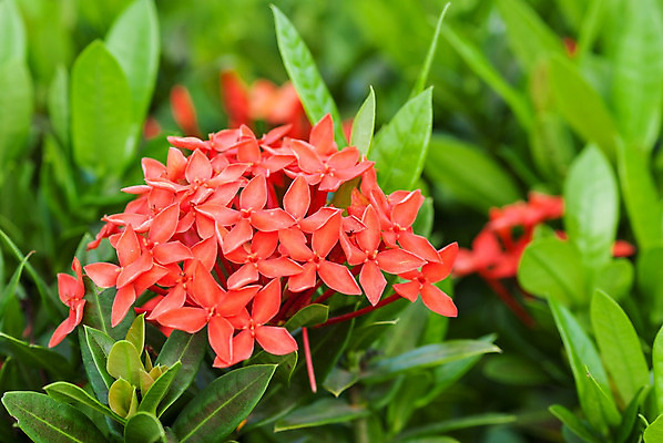 포토 JPG 해외이미지 식물 꽃잎 꽃 꽃다발 백그라운드 잎 꽃무늬 가족 자연 추상 사람없음 장식 빨간색 초록색 빛 컬러풀 노란색 정원 봄 성장 벚꽃 신선 개화 우아함 닫기 인도인 관목 원예 꽃가루 내추럴 고립 제라늄 해외202004 해외포토 외국인 나무 계절 컬러 컨셉 무늬 관계 모션 동양인 취미 가루 생태계 파일형식 이미지허브