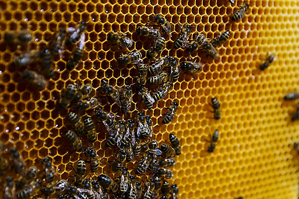 포토 JPG 해외이미지 모양 동물 라이프스타일 음식 곤충 백그라운드 패턴 농업 모션 자연 세포 건강 사람없음 약 노란색 신선 머리빗 작업 황금 닫기 달콤 대표 설탕 먹기 바쁨 꽃가루 육각형 꿀 여왕 벌집 내추럴 밀랍 양봉 왁스 효율 해외202004 해외포토 도형 산업 컬러 컨셉 무늬 의학 생활 미용용품 맛 가루 생태계 파일형식 이미지허브