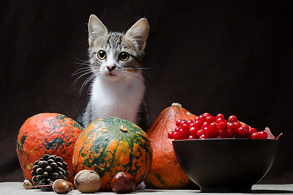 포토 JPG 해외이미지 열매 음식 백그라운드 농업 채소 호박 3 사람없음 반려동물 갈색 고양이 어둠 수확 가을 소나무 삼베 호두 도토리 얼룩무늬 원뿔 정물화 비건 해외202004 해외포토 도형 나무 식물 동물 계절 산업 컬러 무늬 포유류 견과류 그림 채식주의자 파일형식 천_직물 이미지허브