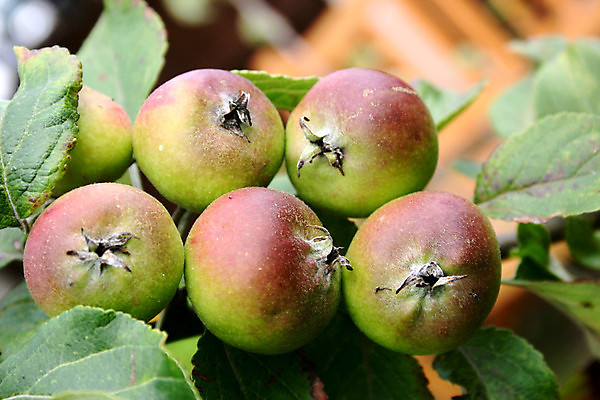 포토 JPG 해외이미지 나무 식물 계절 음식 잎 다이어트 과일 자연 건강 사람없음 빨간색 초록색 여름 농작물 봄 수확 성장 가을 신선 원형 닫기 달콤 맛 사과 과수원 유기농 원예 날것 내추럴 숙성 식용 공급 세련 비건 해외202004 해외포토 도형 웰빙 컬러 컨셉 농업 모션 취미 생태계 채식주의자 파일형식 이미지허브