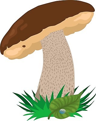 EPS 해외이미지 식물 음식 줄기 일러스트 초록색 갈색 버섯 회색 흰색 맛 숲 준비 자작나무 그물버섯 식용 채식주의자 캡모자 해외202004 해외일러스트 나무 모자 컬러 컨셉 채식 파일형식 벡터 잡화 이미지허브
