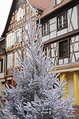 포토 JPG 해외이미지 나무 크리스마스 휴가 매달리기 풍경 사람없음 야외 장식 크리스마스트리 흰색 나뭇가지 소나무 심볼 해외202004 해외포토 식물 기념일 컬러 모션 파일형식 이미지허브