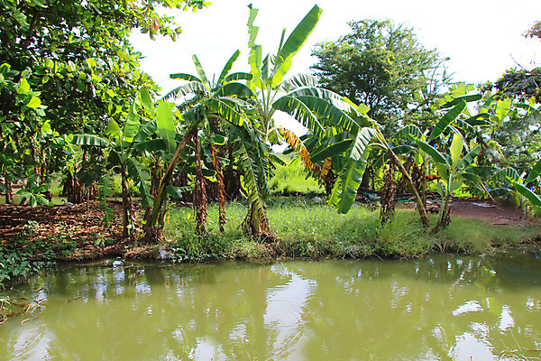 포토 JPG 해외이미지 길 여행 이동 잎 불교 모션 벽지 새로움 풍경 사람없음 반사 놀람 폭포 젖음 흐름 덮개 가을 개울 강가 열대우림 즐거움 배낭여행 캄보디아 탐사 발견 깊이 생태학 인도차이나반도 지질학 힌두교 스플래쉬 해외202004 해외포토 식물 계절 교육 감정 아시아 종교 컨셉 자연 표정 강 뚜껑 숲 파일형식 이미지허브